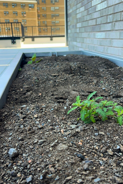 The planters at The Rise.